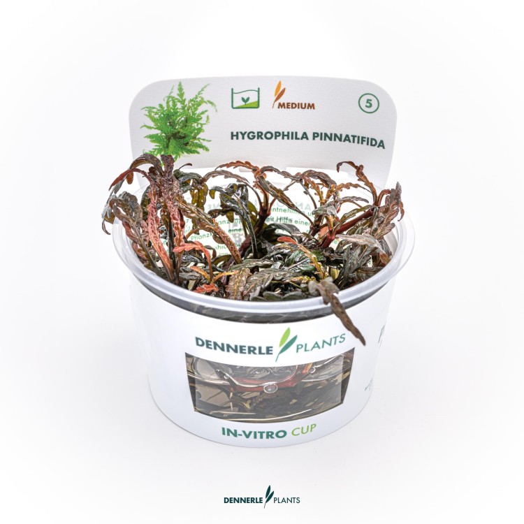 Dennerle Hygrophila pinnatifida In-Vitro - imagine 5